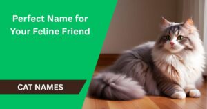 100 Cat Names: Find the Perfect Name for Your Feline Friend