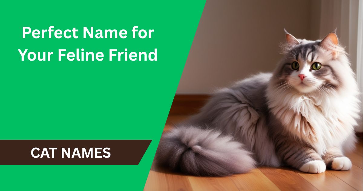 100 Cat Names: Find the Perfect Name for Your Feline Friend