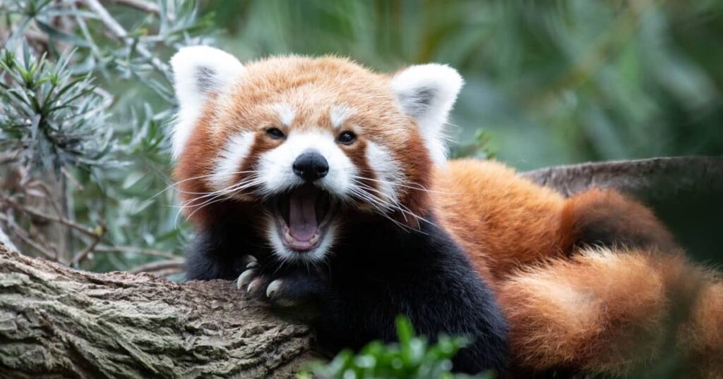 Celebrity-Inspired Red Panda Names for Star Quality