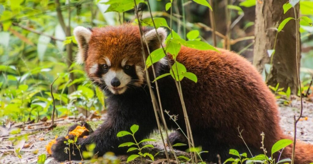 Chinese Red Panda Names with Cultural Significance