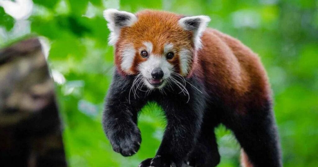 Cute Red Panda Names Perfect for Your Adorable Companion