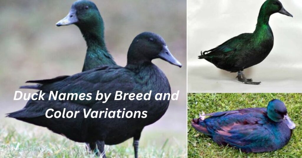 Duck Names by Breed and Color Variations