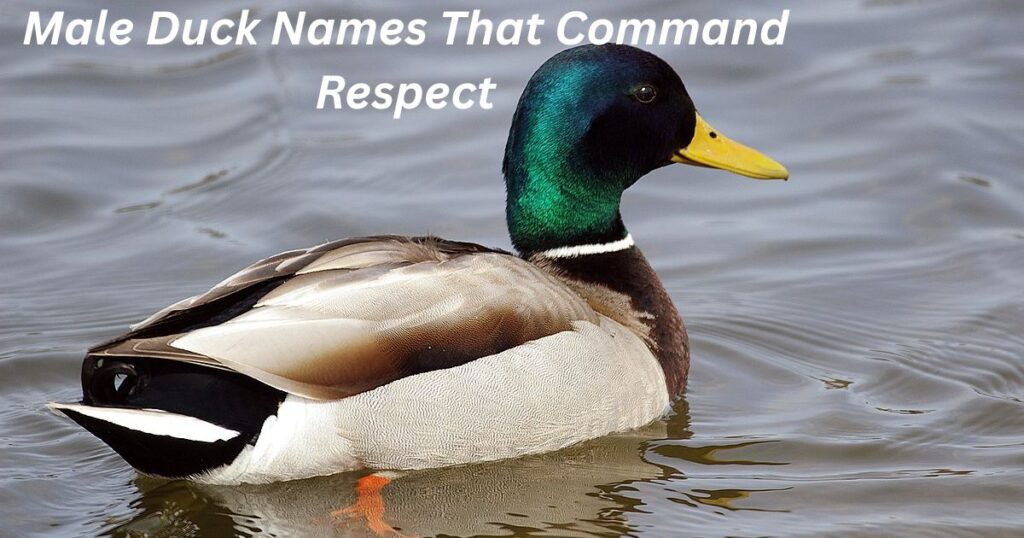 Male Duck Names That Command Respect