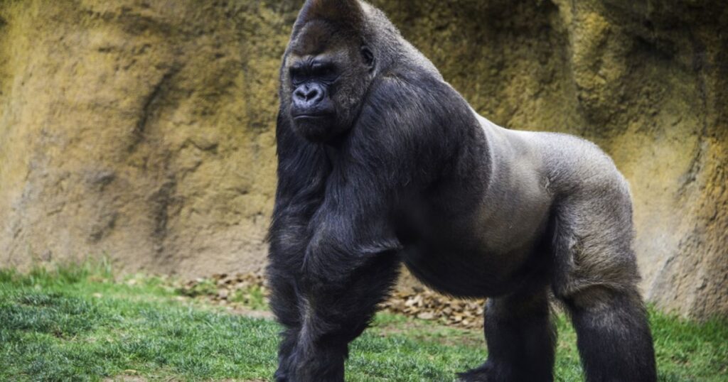Male Gorilla Names That Sound Powerful