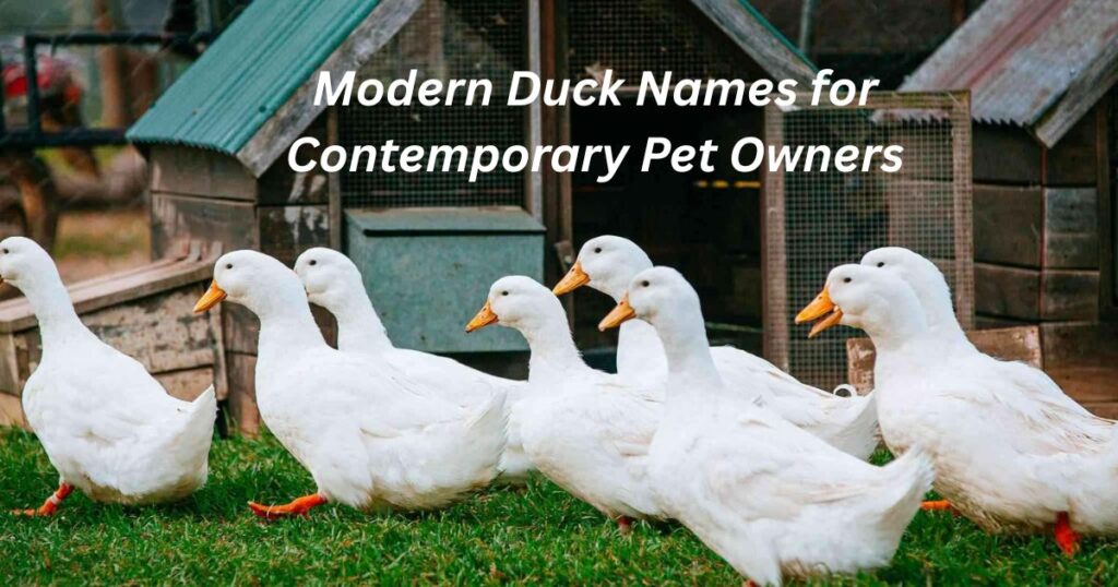 Modern Duck Names for Contemporary Pet Owners