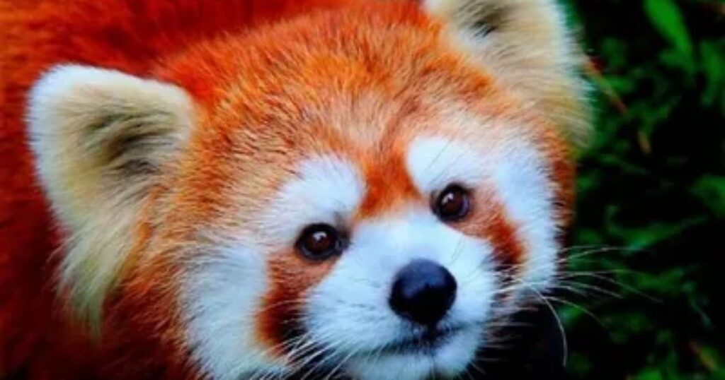 Mythical Red Panda Names from Fantasy and Legends