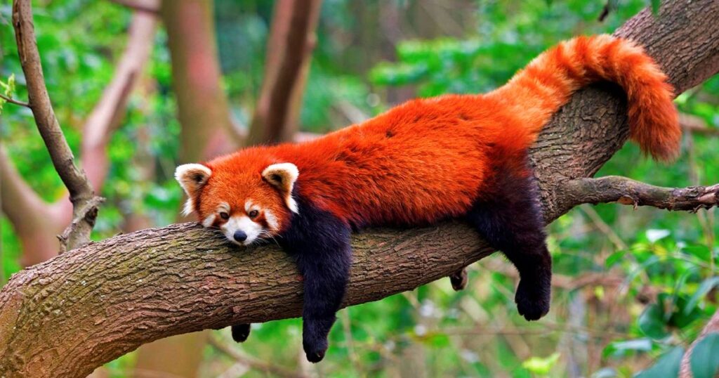 Unique Red Panda Names You Won't Find Anywhere Else