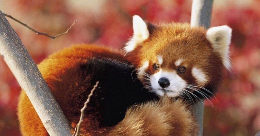 Unisex Red Panda Names for Any Gender