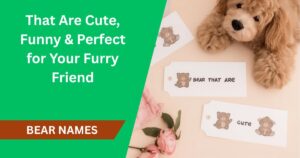 150+ Bear Names That Are Cute, Funny & Perfect for Your Furry Friend