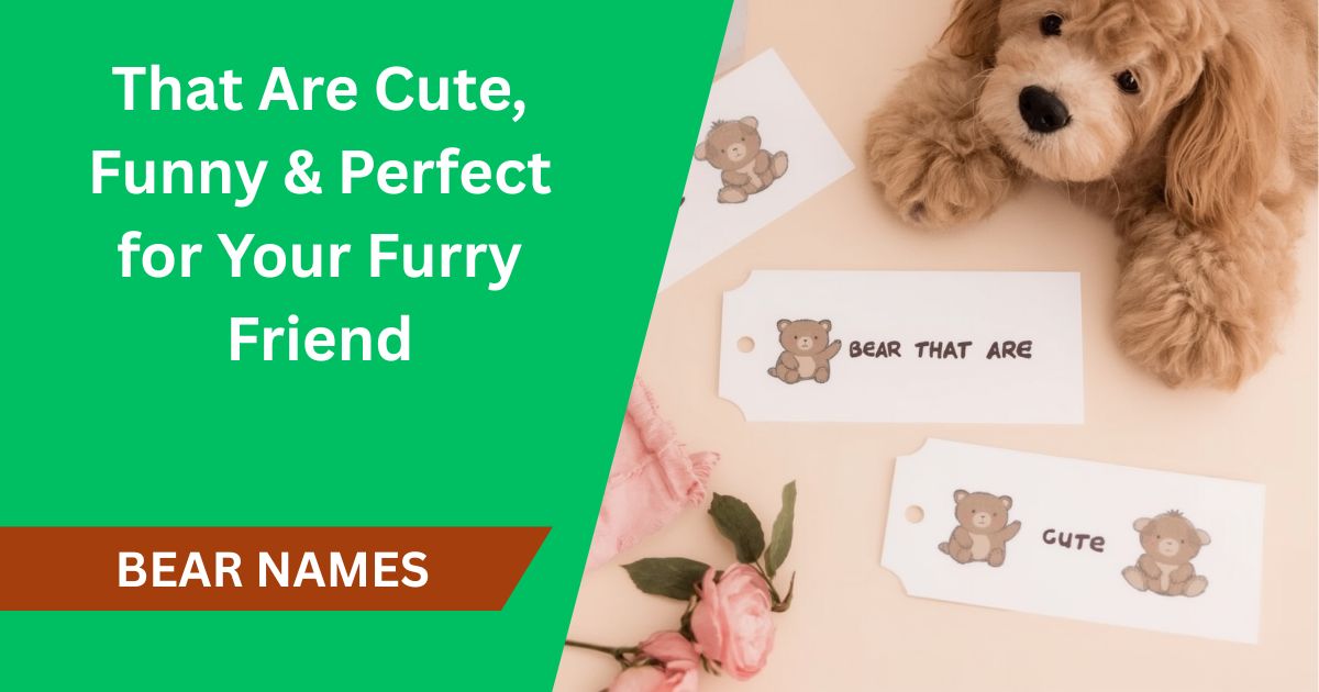 150+ Bear Names That Are Cute, Funny & Perfect for Your Furry Friend